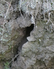 Pardalotus punctatus