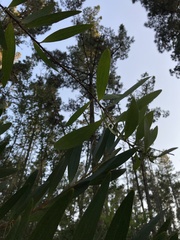 Acacia longifolia