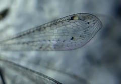 Clathroneuria coquilletti