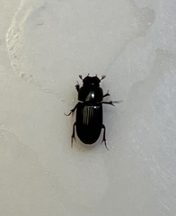 Aphodiinae