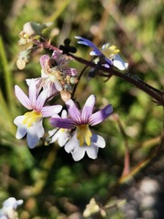 Nemesia bicornis