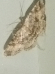 Melanolophia