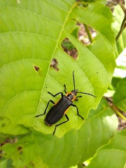 Chauliognathus distinguendus