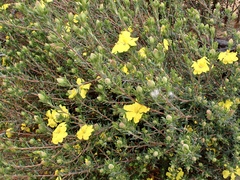 Hibbertia virgata