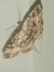 Melanolophia
