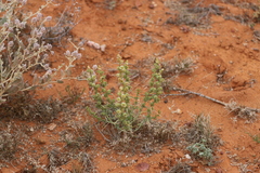Salsola australis