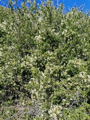 Gymnosporia buxifolia