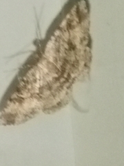 Melanolophia