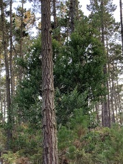 Acacia longifolia
