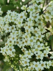 Gymnosporia buxifolia