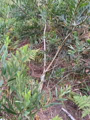 Acacia longifolia