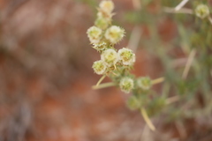 Salsola australis