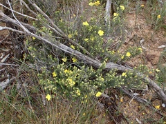 Hibbertia virgata