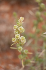 Salsola australis