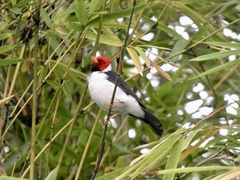 Paroaria capitata