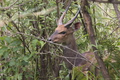 Tragelaphus sylvaticus sylvaticus