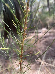 Allocasuarina