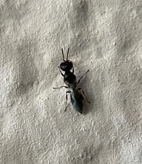 Spilomenina