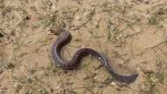 Gymnothorax pseudothyrsoideus