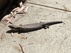 Tiliqua scincoides