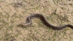 Gymnothorax pseudothyrsoideus