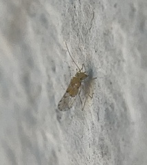 Trichopsocus
