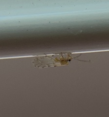 Trichopsocus