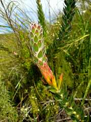 Mimetes pauciflorus