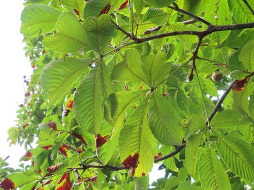 Image of Aesculus turbinata by (c) Marco Mussita, some rights reserved (CC BY)