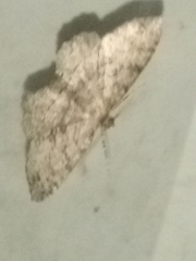 Melanolophia