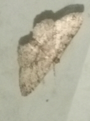 Melanolophia