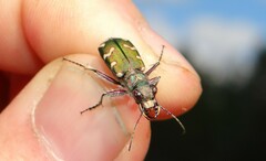 Cicindela soluta