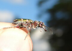 Cicindela soluta