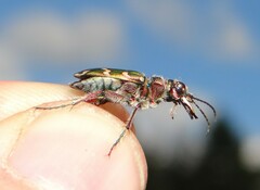 Cicindela soluta