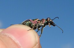 Cicindela soluta