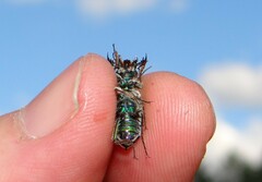 Cicindela soluta