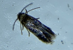 Nepticulidae