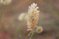 Ptilotus xerophilus