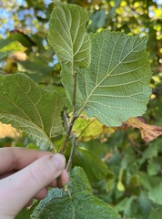 Corylus avellana