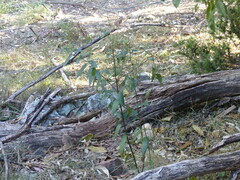 Prostanthera lasianthos