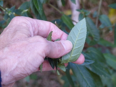 Prostanthera lasianthos
