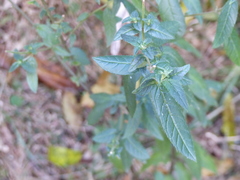 Prostanthera lasianthos