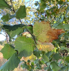 Corylus avellana