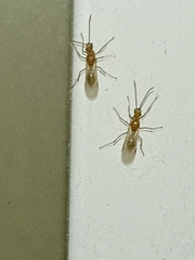 Brachyponera chinensis