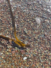 Laminaria setchellii