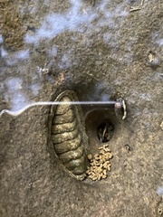 Sypharochiton pelliserpentis