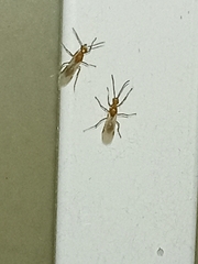 Brachyponera chinensis