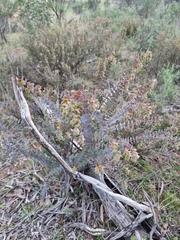 Pultenaea spinosa