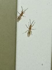 Brachyponera chinensis