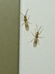 Brachyponera chinensis